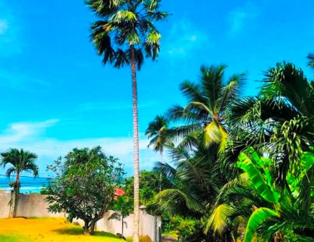 Apartament The Reef Palm Anse aux Pins Zewnętrze zdjęcie
